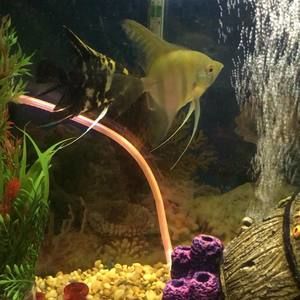 Meet your Posher, Alejandro